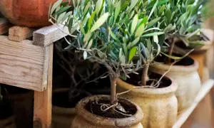 Kleine Olivenbäumchen in Töpfen, bereit, wann Olivenbaum rausstellen. Holzkiste im Hintergrund.