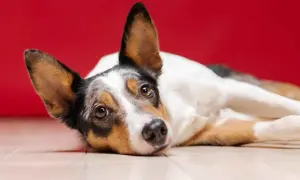 Perro con mirada triste, quizás sufriendo de pancreatitis en perros.