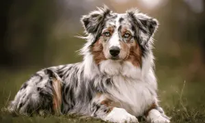 Ein wunderschöner **double merle Aussie** liegt im Gras. Sein Fell ist ein Mosaik aus Grau, Weiß und Braun, seine Augen sind von einem faszinierenden Blau.