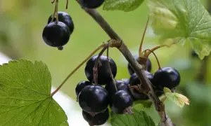 Czy czarna porzeczka uczula? Sprawdź, co musisz wiedzieć o alergiach
