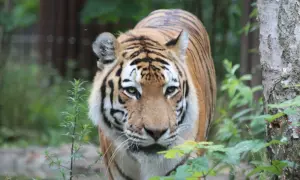 Tygrys w zoo kujawsko pomorskim, z bliska, w otoczeniu zieleni.