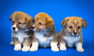 Trzy urocze szczenięta corgi siedzą obok siebie. Ich smutne oczy mogą sugerować objawy parwowirozy u szczeniaka, ale wyglądają na zdrowe.