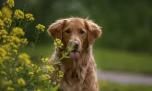 Uroczy golden retriever z językiem na wierzchu, otoczony żółtymi kwiatami. Zastanawiasz się, ile powinien jeść szczeniak golden retriever?