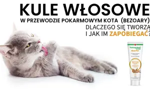 Szary kot czyści futerko, zapobiegając tworzeniu się kulek włosowych. Obok tubka karmy Vetoquinol Bezo-Pet.