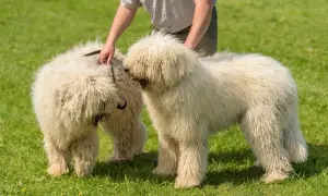 Zwei flauschige Komondor Hunde stehen auf einer grünen Wiese, während eine Hand das Fell eines Hundes streichelt.
