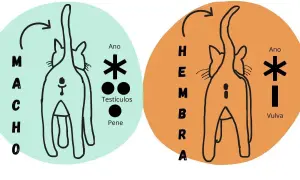 Ilustración comparativa para saber si un gato es macho o hembra, mostrando la zona genital y anal de ambos.