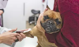 A French bulldog, one of the imha dogs, looks worried as a vet draws blood.