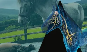 Anatomia konia: widok na mózg konia z zaznaczonym układem nerwowym, na tle stajni i pasących się zwierząt.