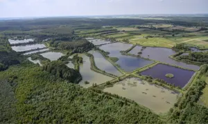 Rozległe stawy rybne tworzą mozaikę na tle lasów i pól. To gospodarstwo rybackie Orońsko, tętniące życiem wodnym.