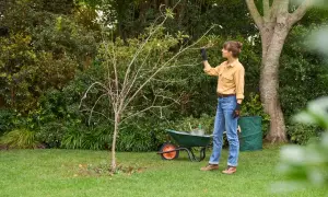 Frau schneidet einen jungen Baum, um ihn für den Winter vorzubereiten. Sie ist im Garten und hat Werkzeuge und einen Schubkarren dabei.
