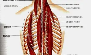 Todo sobre los músculos dorsales: anatomía, funciones y ejercicios esenciales