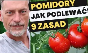 Jak podlewać pomidory w doniczkach, aby uniknąć ich usychania?