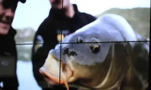 Ein Angler hält stolz einen großen Karpfen im Wasser.