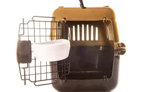 Najlepsze transportery dla border collie – jak wybrać idealny model?