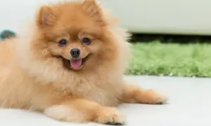 Puszysty szpic pomeranian leżący na jasnej podłodze, z językiem na wierzchu.