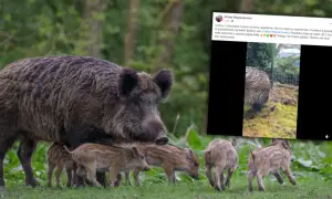Co robić, gdy dziki na osiedlu stają się zagrożeniem?
