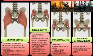 Illustrazione anatomica del grande gluteo, con dettagli sui muscoli e le loro funzioni, inclusi esercizi di allenamento.