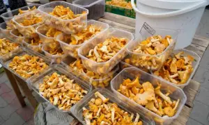 Po ile grzyby na skupie? Sprawdź ceny i zyskowność sprzedaży
