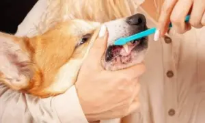 A person gently brushes a dog's teeth with a blue toothbrush, demonstrating the best way to brush dog teeth for good oral hygiene.