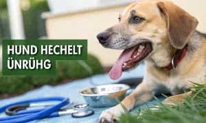Ein Hund hechelt stark, sein Fell ist hellbraun und er trägt ein rotes Halsband. Neben ihm stehen ein Napf und ein Stethoskop.