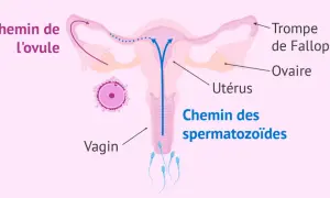 Schéma de l'appareil reproducteur féminin montrant le chemin des spermatozoïdes vers l'ovule. Pour savoir comment garder le sperme pour tomber enceinte rapidement, il faut comprendre ce parcours.