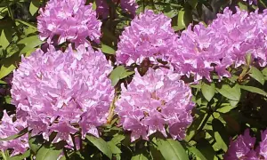 Piękne, fioletowe kwiaty rododendronów. Czy azalia doniczkowa nadaje się do ogrodu? Tak, jeśli zapewnisz jej odpowiednie warunki.