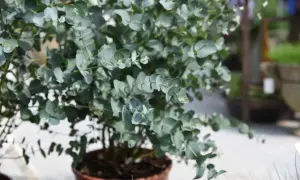 Ein üppiger Eukalyptusstrauch in einem braunen Topf, bereit zum eukalyptus schneiden. Die runden, bläulich-grünen Blätter sind dicht und übereinander angeordnet.