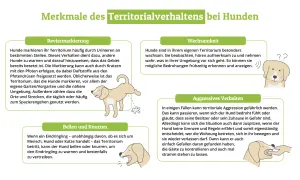 Ein Hund markiert sein Revier, ein anderer bellt und knurrt. Territorialverhalten bei Hunden.