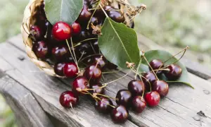 Koszyk pełen soczystych wiśni, które spadły z drzewa. Czerwone owoce leżą na drewnianym blacie.