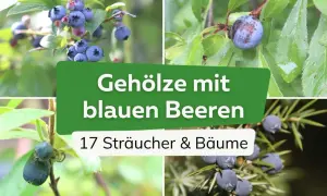 Vier Bilder zeigen verschiedene essbare blaue Beeren an Sträuchern und Bäumen, darunter Blaubeeren und Wacholderbeeren.