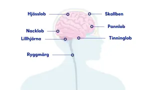 Illustration av hjärnan med delar märkta. Om du har ont i nacken och huvudet kan det bero på problem i nacklob, lillhjärna eller ryggmärg.
