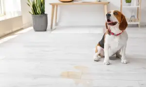 Beagle sitzt auf hellem Boden neben einer Pfütze. Hoffentlich hat der hund pinkelt mich an nicht wieder getroffen.