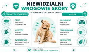 Złoty retriever intensywnie się drapie, bo pies się drapie z powodu pasożytów zewnętrznych lub alergii.