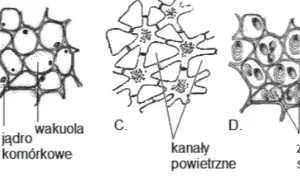 Jakie są tkanki roślinne? Odkryj ich rodzaje i funkcje w botanice