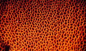 Close-up van een honingraatstructuur met oranje gloed. De vele kleine gaten kunnen bij sommigen een gaten fobie opwekken.