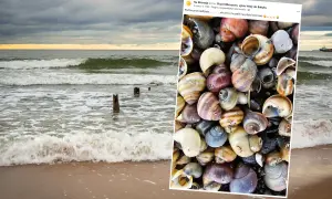 Odkryj muszle Bałtyku: Rozpoznaj gatunki i znajdź je na plaży!