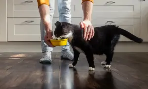 Cukier dla kota? Dlaczego jest trucizną i jak go unikać!