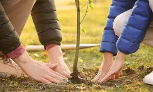 Dłonie ludzi sadzą młode drzewko owocowe w ziemi.