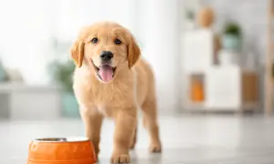 Szczeniak golden retriever czeka na swoją mokrą karmę dla szczeniaka od kiedy tylko pojawił się w domu.