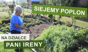 Jak siać poplon? Kompletny przewodnik po terminach, gatunkach i dopłatach.