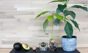 Vom ganzen Avocado bis zum Keimling im Glas: So gelingt das **Avocadokern einpflanzen**. Ein grüner Daumen für zu Hause.