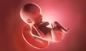 Płód w łonie matki, z widoczną pępowiną i łożyskiem. To moment, kiedy płód staje się dzieckiem, gotowym do przyjścia na świat.
