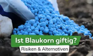 Blauer Dünger (Blaukorn) wird aus einem Sack auf Erde geschüttet.