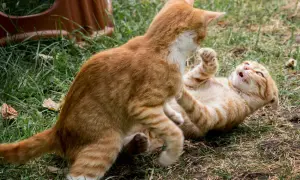 Dos gatos atigrados anaranjados juegan en el césped. Uno está tumbado boca arriba, el otro se cierne sobre él. ¡Mis gatos se pelean!