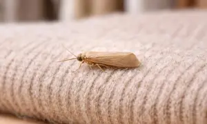 Un petit insecte brun, une mite, se repose sur un tissu beige. Il pourrait être la cause d'un trou de mite dans votre garde-robe.