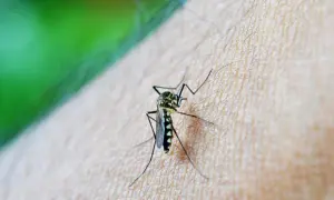 Kiedy jest sezon na komary? Zaskakujące zmiany i ich skutki
