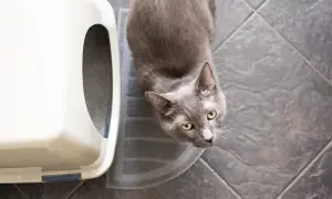 A grey cat sits on a litter mat next to a white litter box. The general rule for how many litter boxes per cat is one plus one.
