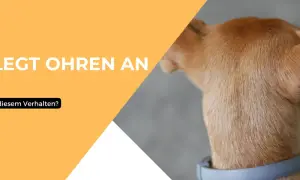 Ein Hund legt die Ohren an und wedelt. Was steckt hinter diesem Verhalten?