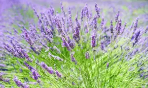 Ein Feld voller Lavendel, dessen Duft beruhigend auf die Psyche wirkt.