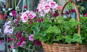 Piękne, zwisające kwiaty na taras w wiklinowym koszu. Różowe i fioletowe petunie oraz pelargonie tworzą barwną kompozycję.